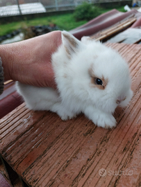 Conigli testa di leone