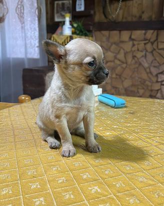 Chihuahua toy