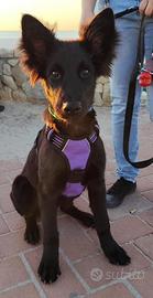 Cucciola pastore belga meticcio 10 mesi