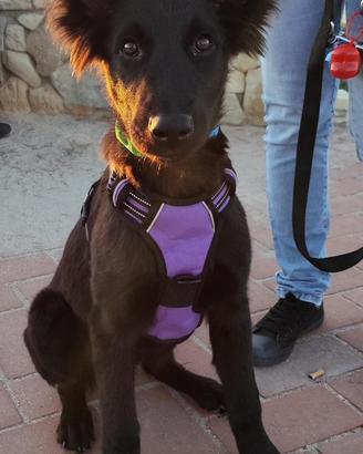 Cucciola pastore belga meticcio 10 mesi