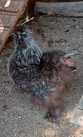Gallo moroseta