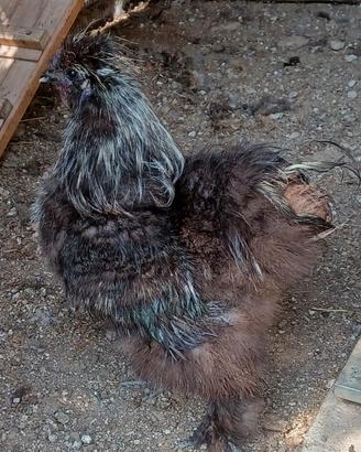 Gallo moroseta