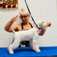 Femmina Schnauzer Nano Bianco