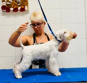 Femmina Schnauzer Nano Bianco