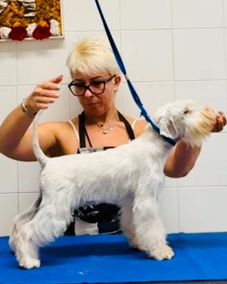 Femmina Schnauzer Nano Bianco
