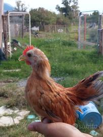 Pulcini serama malesi