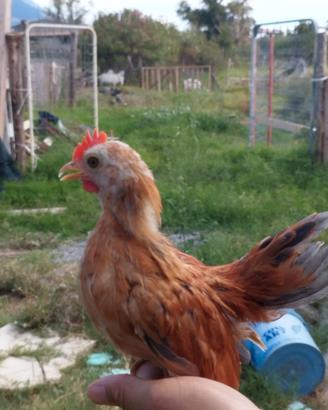 Pulcini serama malesi
