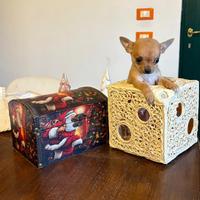 Chihuahua mini