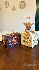 Chihuahua mini