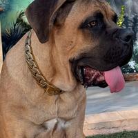 Cane Corso 7 Mesi con Pedigree