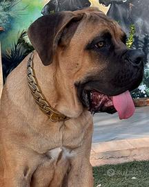 Cane Corso 7 Mesi con Pedigree