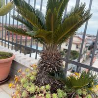 Pianta cycas