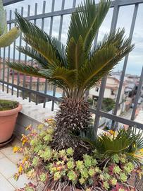Pianta cycas