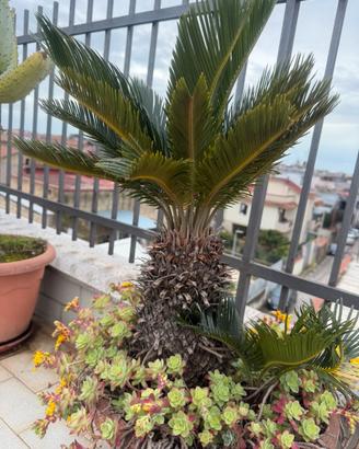 Pianta cycas