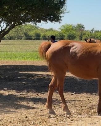 Trottatrice di 5 anni