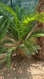 Cycas in vaso