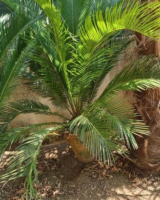 Cycas in vaso