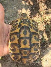 Tartaruga