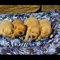 Golden retriever americani