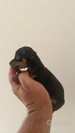 Cuccioli di pincher chihuahua