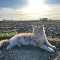 Gatsby, Maine Coon Maschio disponibile per rimonta