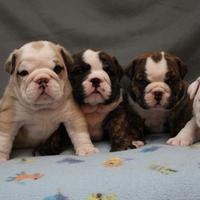 Cuccioli di bulldog inglese