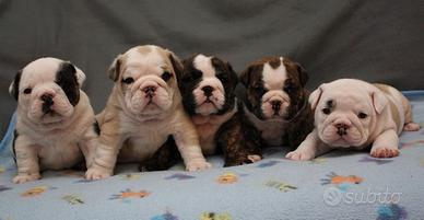 Cuccioli di bulldog inglese