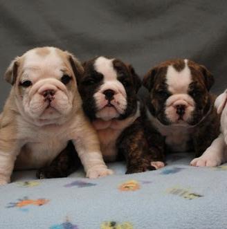 Cuccioli di bulldog inglese