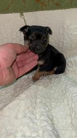 Mini chihuahua Toy da borsetta