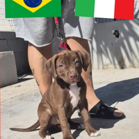 Splendida cucciola di American Pitbull