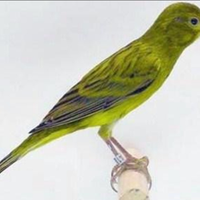 Cerc.o canarini spagnoli