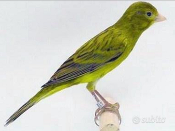 Cerc.o canarini spagnoli