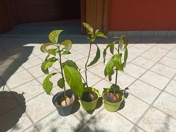 piante di avocado 