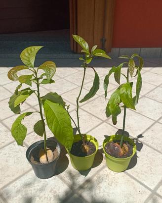 piante di avocado 