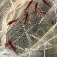 Caridine RED FIRE grado A super selezione