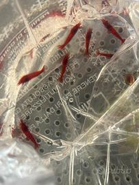 Caridine RED FIRE grado A super selezione