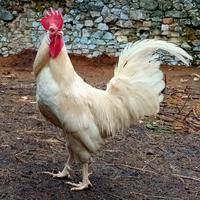 Galli