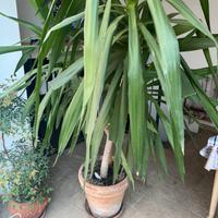 Pianta tronchetto della felicità