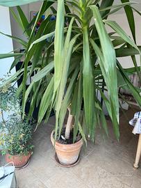 Pianta tronchetto della felicità