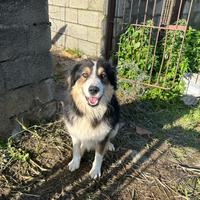 Mix Pastore australiano/bovaro di 2 anni