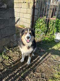 Mix Pastore australiano/bovaro di 2 anni