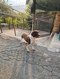 Springer Spaniel femmina da tartufi