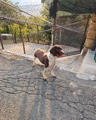Springer Spaniel femmina da tartufi