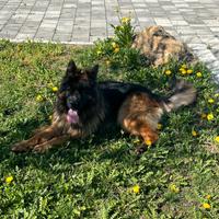 Pastore tedesco con pedigree