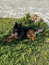 Pastore tedesco con pedigree
