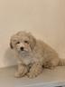 julius-maltipoo-maschio