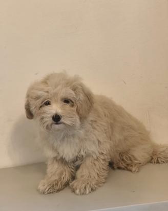 Julius maltipoo maschio