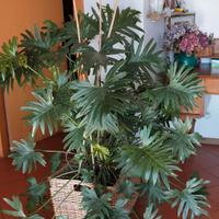 Filodendro da appartamento