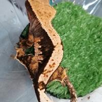 Gieco della Nuova Caledonia