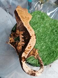 Gieco della Nuova Caledonia